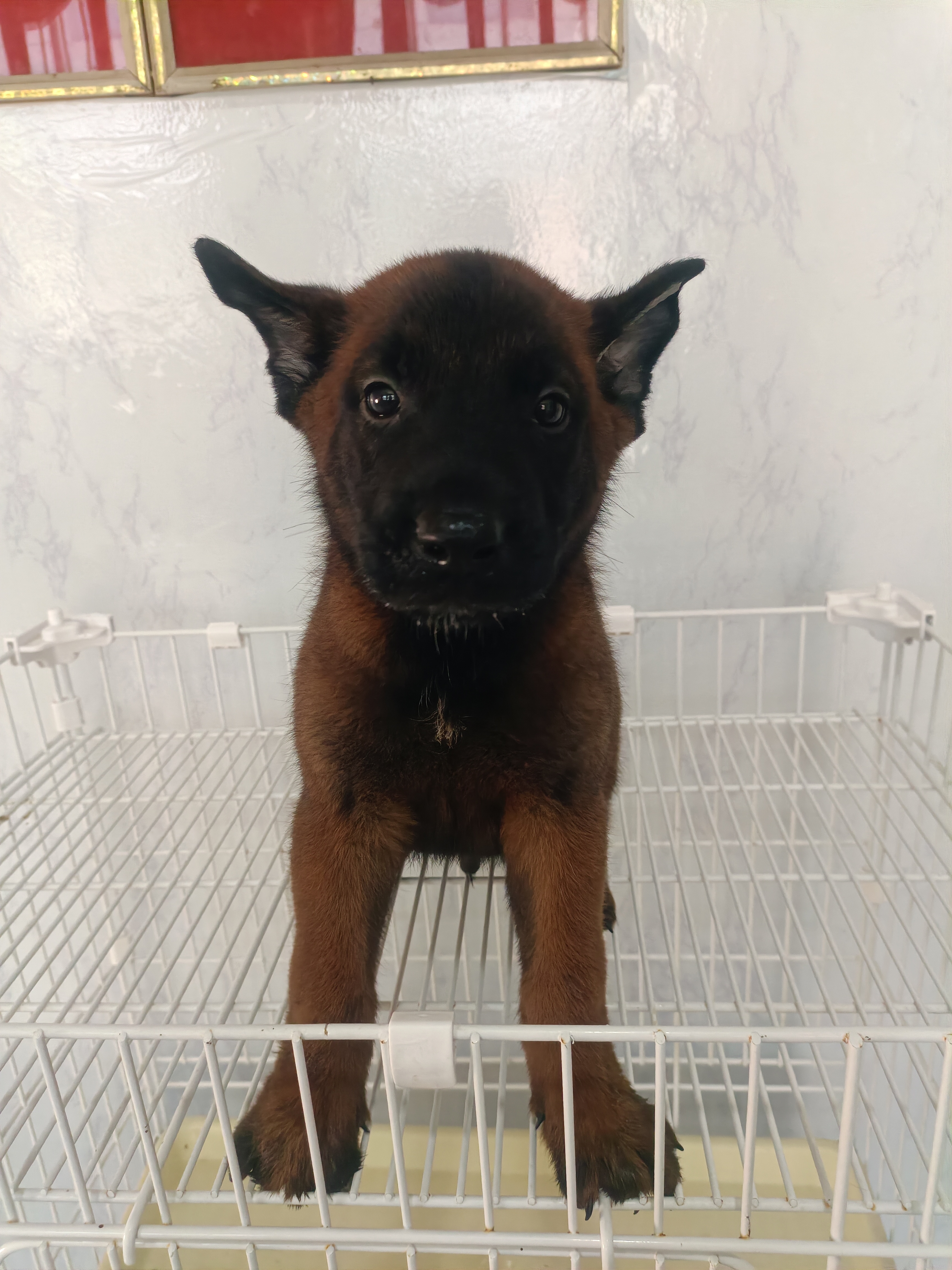 爆红马犬,性格稳定,现货,平台属于第三方,支持平台下单。